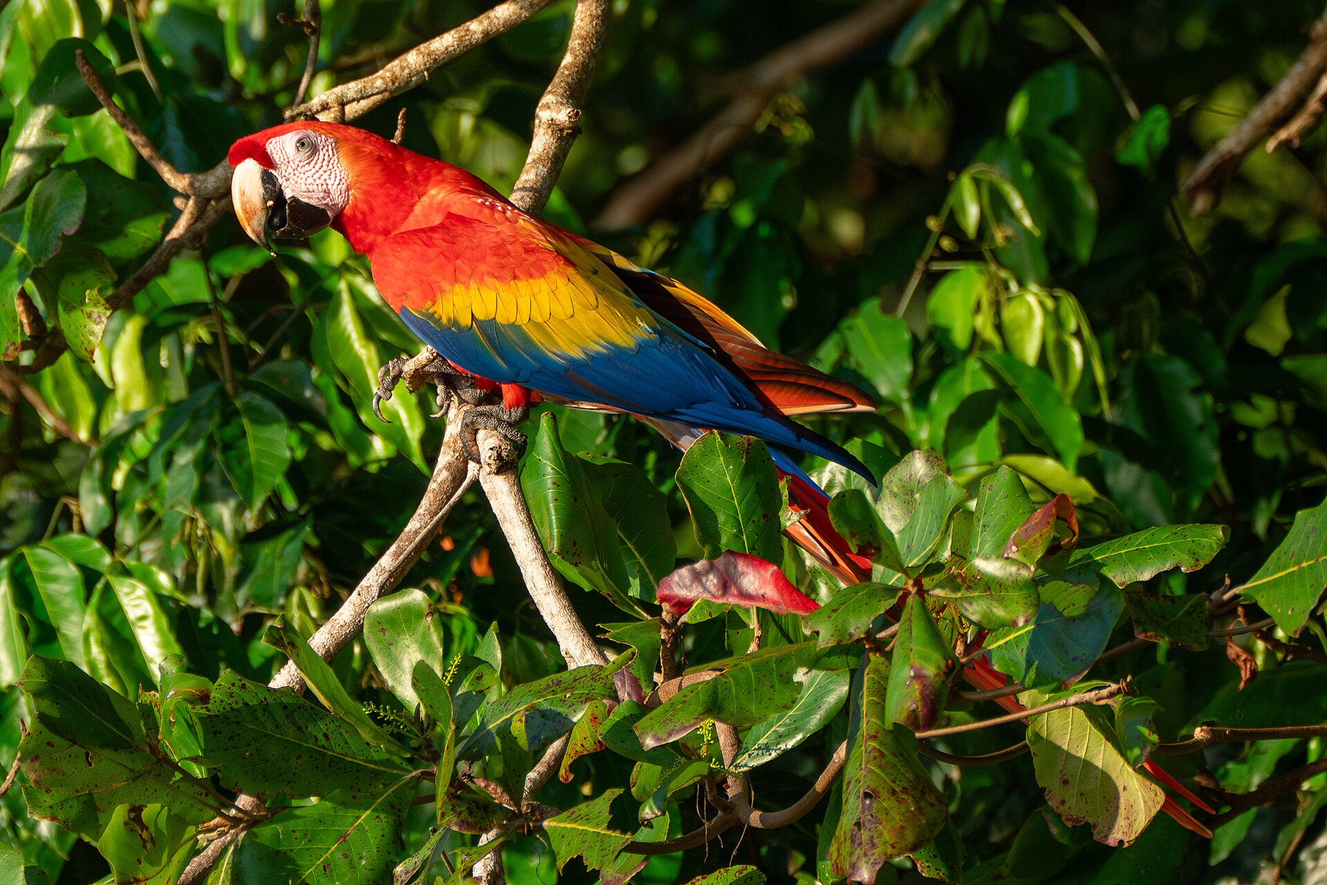 Farbenprächtiger Hellroter Ara (Scharlachara) auf einem Ast im tropischen Grün bei Uvita, Costa Rica