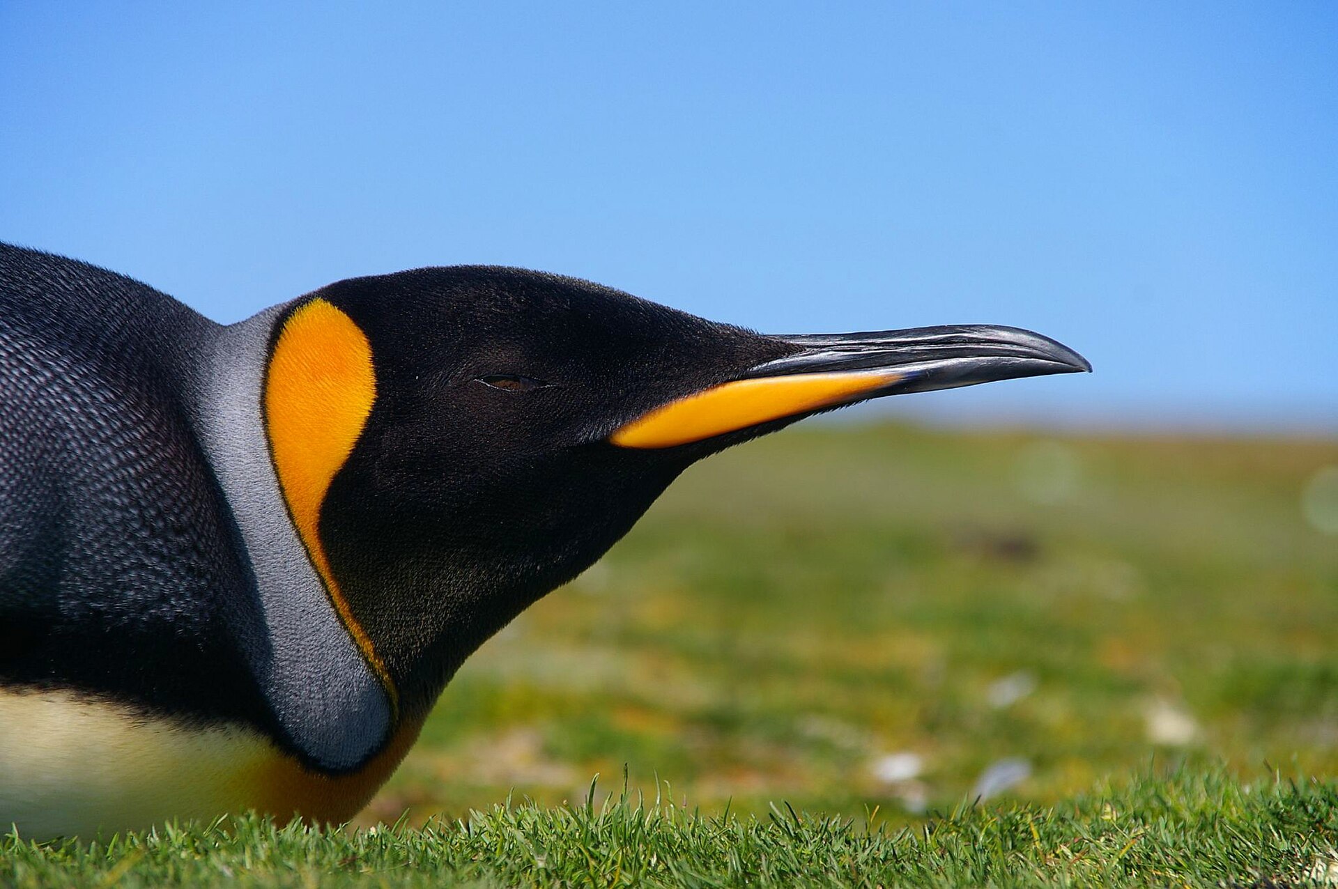 Königspinguin auf den Falklandinseln