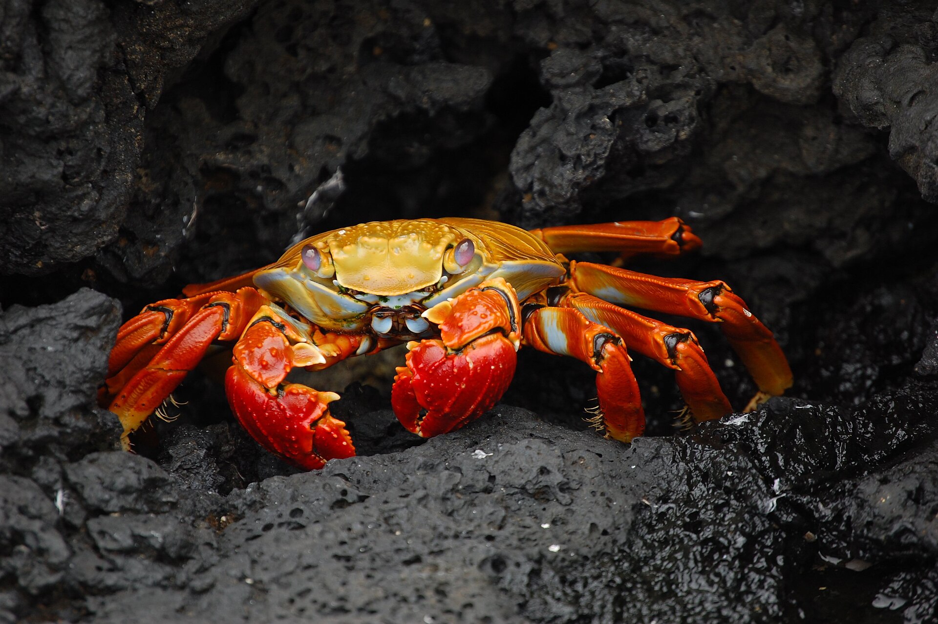 Rote Klippenkrabbe auf den Galápagos-Inseln, Ecuador
