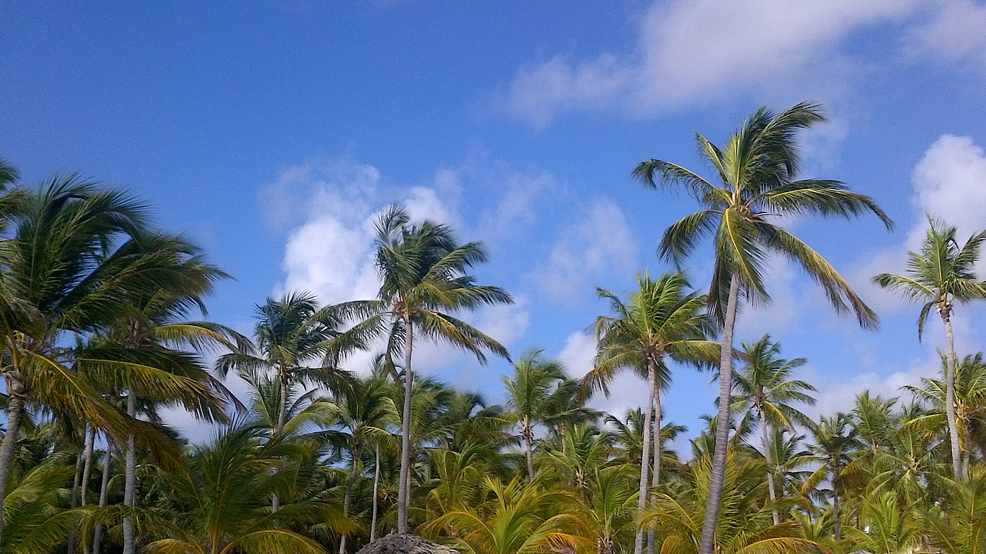 Palmenstrand in Punta Cana, Dominikanische Republik
